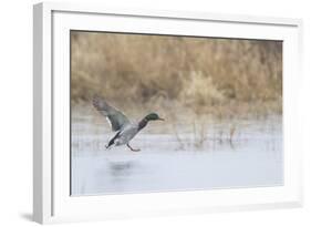 Mallard Male Landing in Wetland in Winter, Marion, Illinois, Usa-Richard ans Susan Day-Framed Photographic Print