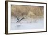 Mallard Male Landing in Wetland in Winter, Marion, Illinois, Usa-Richard ans Susan Day-Framed Photographic Print