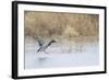 Mallard Male Landing in Wetland in Winter, Marion, Illinois, Usa-Richard ans Susan Day-Framed Photographic Print