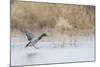 Mallard Male Landing in Wetland in Winter, Marion, Illinois, Usa-Richard ans Susan Day-Mounted Photographic Print