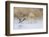 Mallard Male Landing in Wetland in Winter, Marion, Illinois, Usa-Richard ans Susan Day-Framed Photographic Print