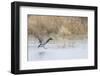 Mallard Male Landing in Wetland in Winter, Marion, Illinois, Usa-Richard ans Susan Day-Framed Photographic Print