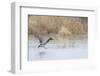 Mallard Male Landing in Wetland in Winter, Marion, Illinois, Usa-Richard ans Susan Day-Framed Photographic Print