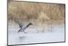 Mallard Male Landing in Wetland in Winter, Marion, Illinois, Usa-Richard ans Susan Day-Mounted Photographic Print