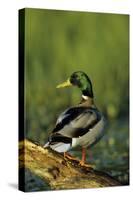 Mallard Male on Log in Wetland, Marion County, Illinois-Richard and Susan Day-Stretched Canvas