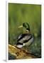 Mallard Male on Log in Wetland, Marion County, Illinois-Richard and Susan Day-Framed Premium Photographic Print