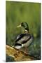 Mallard Male on Log in Wetland, Marion County, Illinois-Richard and Susan Day-Mounted Premium Photographic Print