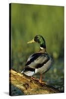 Mallard Male on Log in Wetland, Marion County, Illinois-Richard and Susan Day-Stretched Canvas