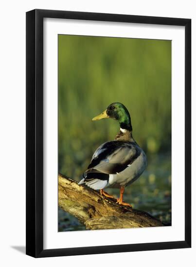 Mallard Male on Log in Wetland, Marion County, Illinois-Richard and Susan Day-Framed Photographic Print