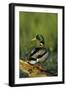 Mallard Male on Log in Wetland, Marion County, Illinois-Richard and Susan Day-Framed Photographic Print