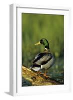 Mallard Male on Log in Wetland, Marion County, Illinois-Richard and Susan Day-Framed Photographic Print