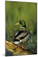 Mallard Male on Log in Wetland, Marion County, Illinois-Richard and Susan Day-Mounted Photographic Print