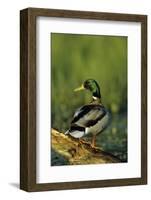 Mallard Male on Log in Wetland, Marion County, Illinois-Richard and Susan Day-Framed Photographic Print