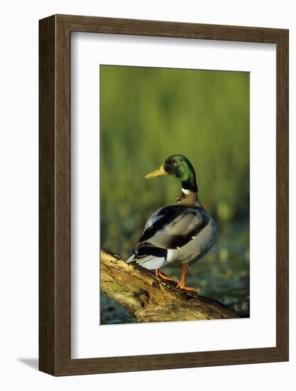 Mallard Male on Log in Wetland, Marion County, Illinois-Richard and Susan Day-Framed Photographic Print