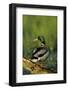 Mallard Male on Log in Wetland, Marion County, Illinois-Richard and Susan Day-Framed Photographic Print