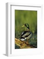 Mallard Male on Log in Wetland, Marion County, Illinois-Richard and Susan Day-Framed Photographic Print