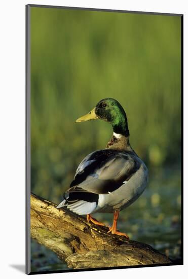 Mallard Male on Log in Wetland, Marion County, Illinois-Richard and Susan Day-Mounted Photographic Print