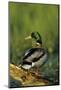 Mallard Male on Log in Wetland, Marion County, Illinois-Richard and Susan Day-Mounted Photographic Print