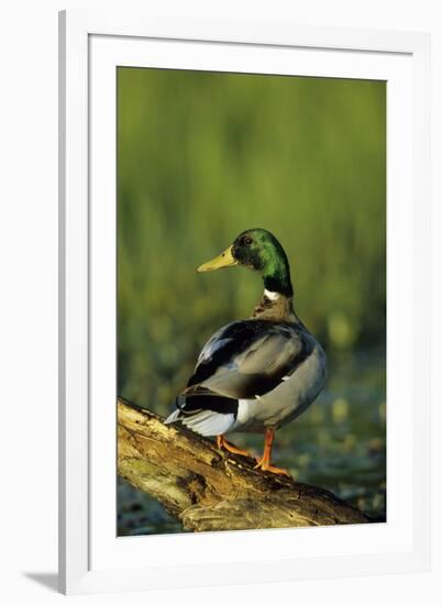 Mallard Male on Log in Wetland, Marion County, Illinois-Richard and Susan Day-Framed Photographic Print