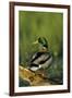 Mallard Male on Log in Wetland, Marion County, Illinois-Richard and Susan Day-Framed Photographic Print