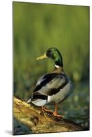 Mallard Male on Log in Wetland, Marion County, Illinois-Richard and Susan Day-Mounted Photographic Print