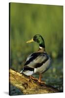 Mallard Male on Log in Wetland, Marion County, Illinois-Richard and Susan Day-Stretched Canvas