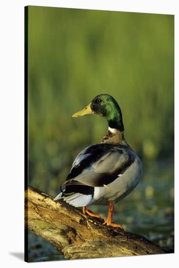 Mallard Male on Log in Wetland, Marion County, Illinois-Richard and Susan Day-Stretched Canvas