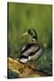 Mallard Male on Log in Wetland, Marion County, Illinois-Richard and Susan Day-Stretched Canvas