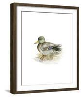 Mallard (Male)-C^T^N^ Ackland-Framed Premium Giclee Print