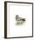 Mallard (Male)-C^T^N^ Ackland-Framed Premium Giclee Print