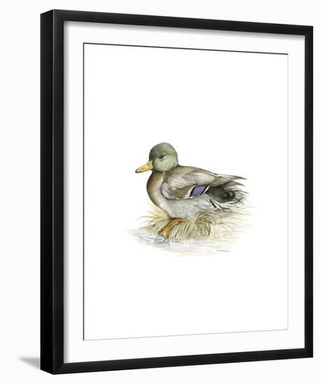 Mallard (Male)-C^T^N^ Ackland-Framed Premium Giclee Print