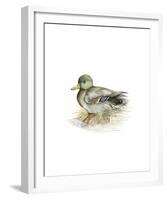 Mallard (Male)-C^T^N^ Ackland-Framed Premium Giclee Print