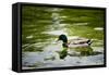 Mallard on the Go Photo Print Poster-null-Framed Stretched Canvas