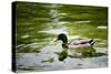 Mallard on the Go Photo Print Poster-null-Stretched Canvas