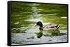 Mallard on the Go Photo Print Poster-null-Framed Stretched Canvas