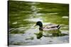 Mallard on the Go Photo Print Poster-null-Stretched Canvas