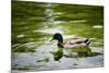 Mallard on the Go Photo Print Poster-null-Mounted Poster