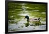 Mallard on the Go Photo Print Poster-null-Framed Poster