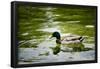 Mallard on the Go Photo Print Poster-null-Framed Poster