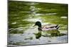 Mallard on the Go Photo Print Poster-null-Mounted Poster