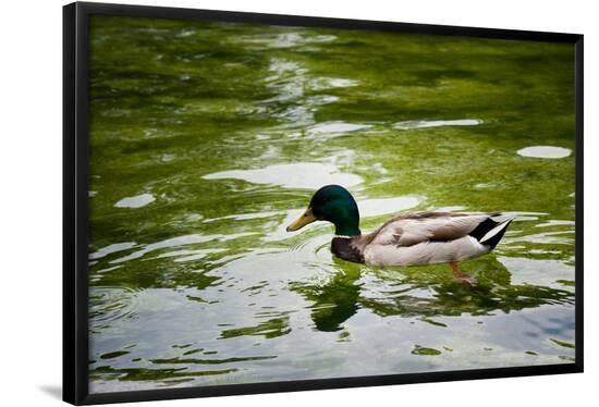 Poster, , large