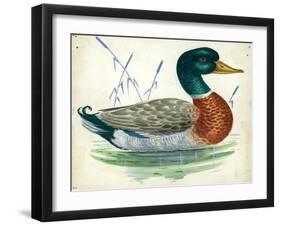 Mallard or Wild Duck Anas Platyrhynchos-null-Framed Giclee Print