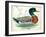 Mallard or Wild Duck Anas Platyrhynchos-null-Framed Giclee Print