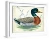 Mallard or Wild Duck Anas Platyrhynchos-null-Framed Giclee Print