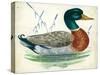 Mallard or Wild Duck Anas Platyrhynchos-null-Stretched Canvas