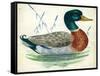 Mallard or Wild Duck Anas Platyrhynchos-null-Framed Stretched Canvas