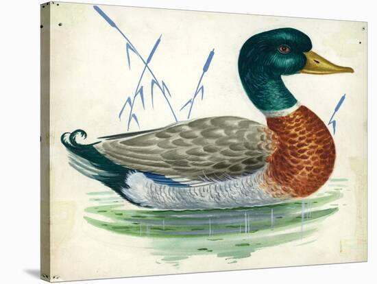 Mallard or Wild Duck Anas Platyrhynchos-null-Stretched Canvas