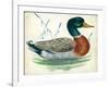 Mallard or Wild Duck Anas Platyrhynchos-null-Framed Giclee Print