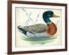 Mallard or Wild Duck Anas Platyrhynchos-null-Framed Giclee Print