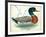 Mallard or Wild Duck Anas Platyrhynchos-null-Framed Giclee Print